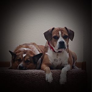 Meet your Posher, Che